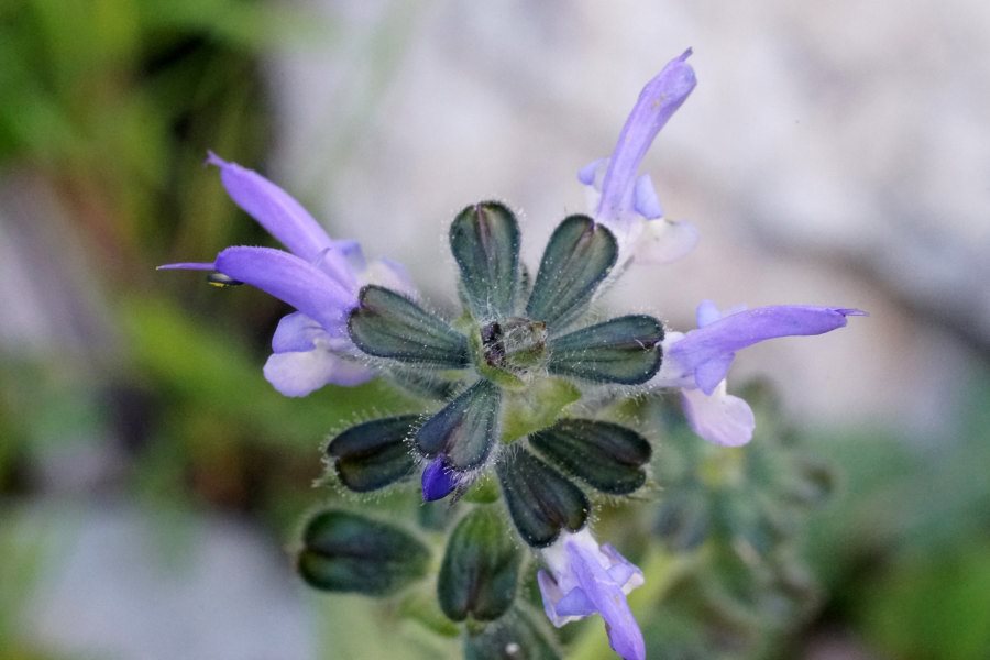 Salvia clandestina